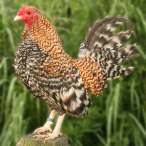 Crele Old English Bantam Chicks