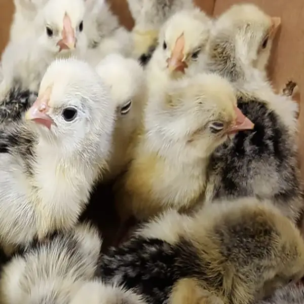 Silver Spangled Hamburg Chicks - Image 2