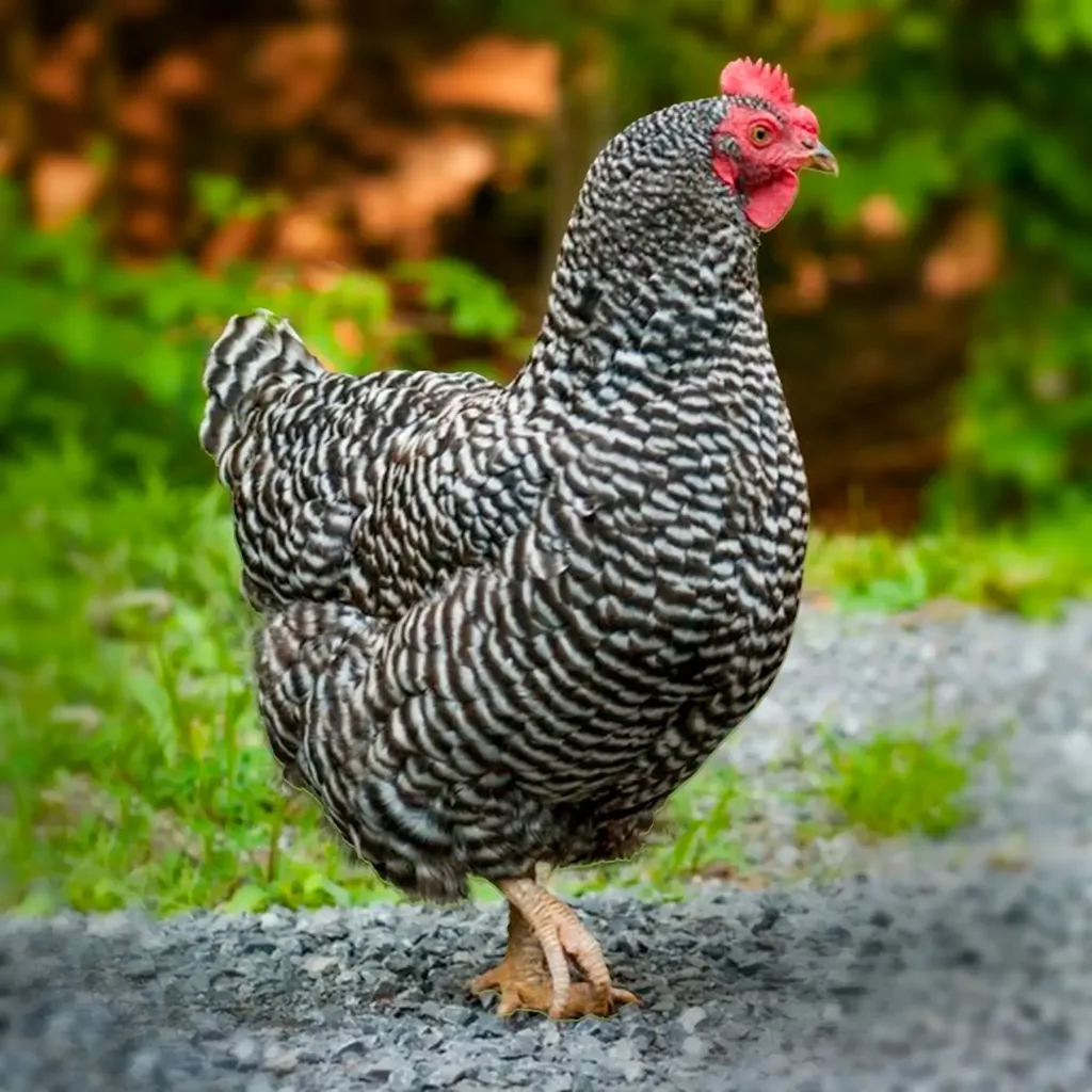 Barred Plymouth Rock Chicks - Chicken Breeds Farm