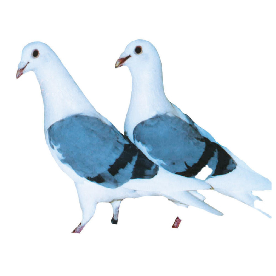 Poultry Racing Homer Blue Bar Saddle Janssen Racing Homer Pigeons - Chicken Breeds Farm