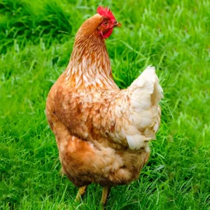 Cinnamon Queen Chicks