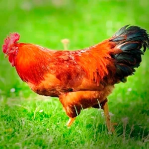 New Hampshire Chicks