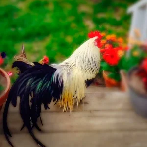Silver Duckwing Phoenix Bantam Chicks