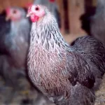 Silver Penciled Cochin Bantam Chicks