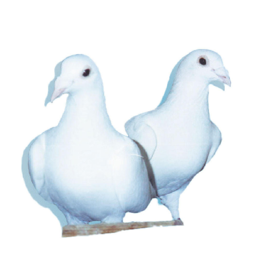 Snow White Trenton Racing Homer Pigeons - Chicken Breeds Farm
