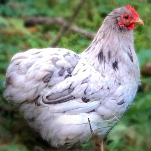 Splash Cochin Bantam Chicks