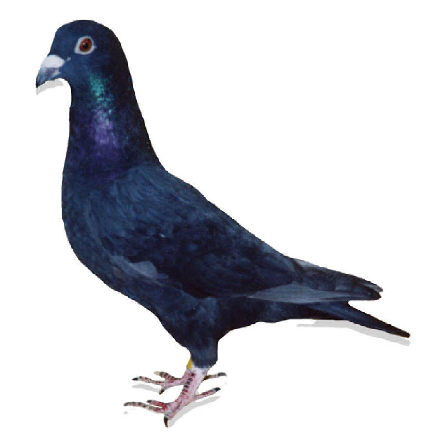 Poultry Racing Homer Black Eagle Racing Homer Pigeons - Chicken Breeds Farm