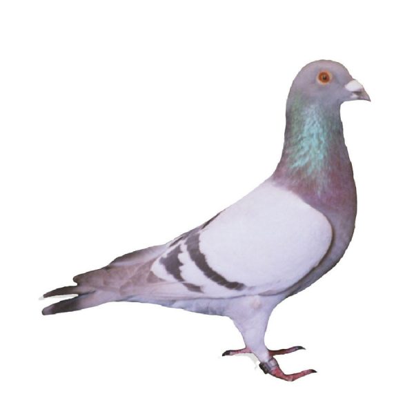 Poultry Racing Homer Bordeaux Racing Homer Pigeons, Pedigreed - Chicken Breeds Farm