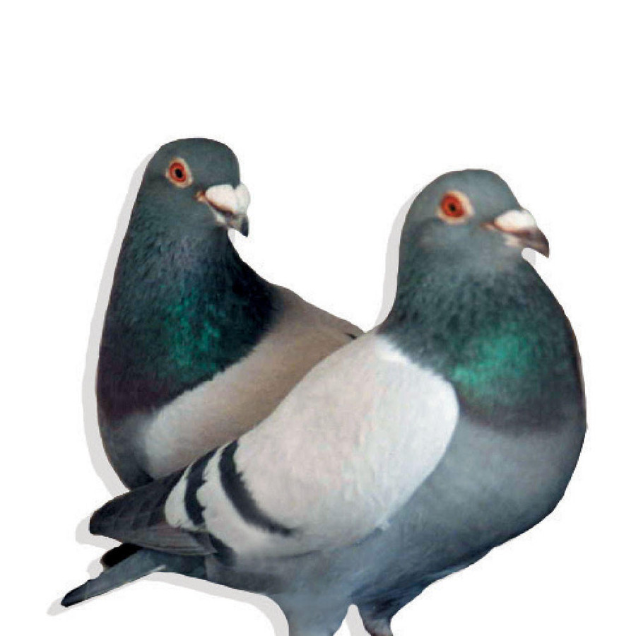 Poultry Racing Homer Janssen Racing Homer Pigeons, Not Pedigreed - Chicken Breeds Farm