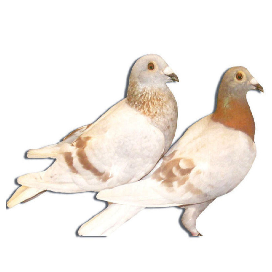 Poultry Racing Homer Silver Janssen Racing Homer Pigeons, Not Pedigreed - Chicken Breeds Farm